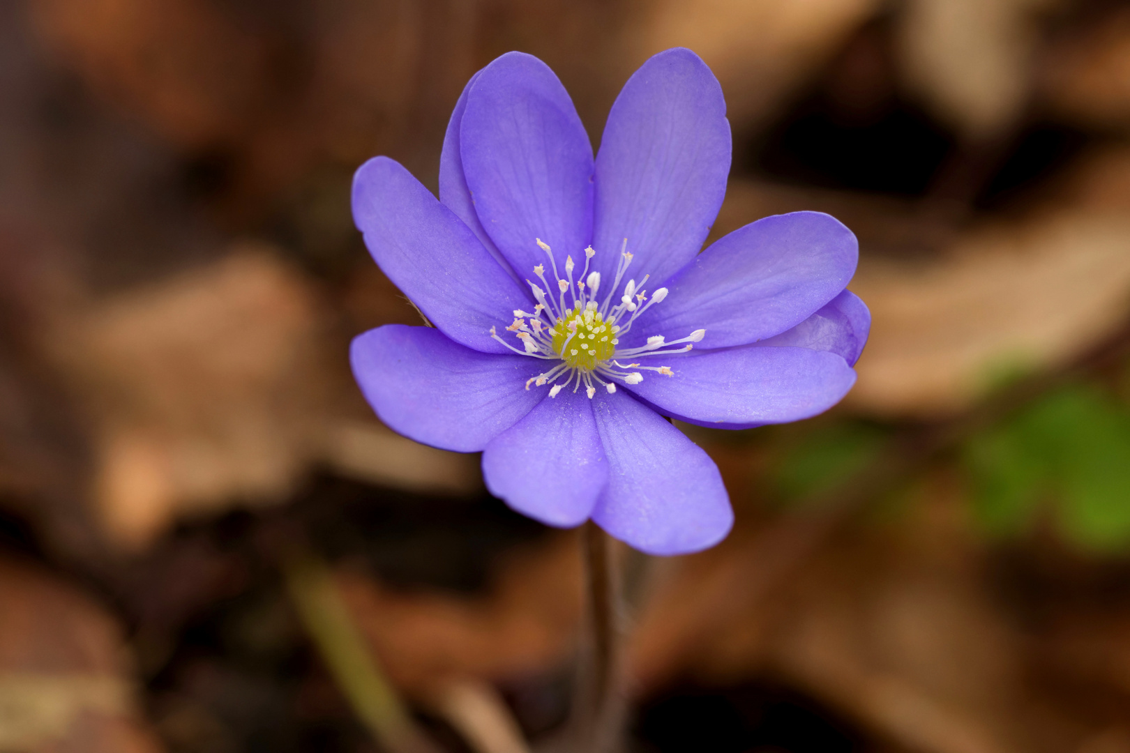 Leberblümchen  (Hepatica nobilis) im Wald