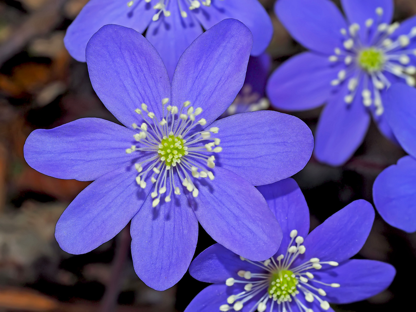 Leberblümchen (Hepatica nobilis) - L'anémone hépatique.