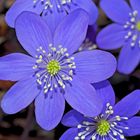 Leberblümchen (Hepatica nobilis) - L'anémone hépatique.