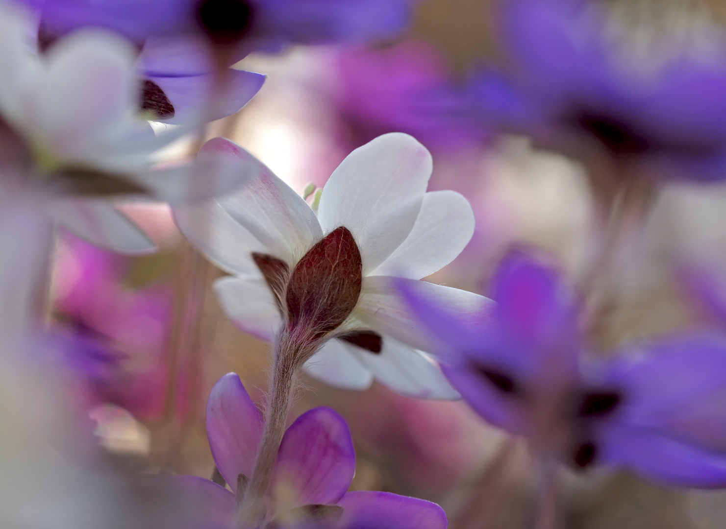 Leberblümchen (Hepatica nobilis) - L'anémone hépatique.  