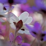 Leberblümchen (Hepatica nobilis) - L'anémone hépatique.  