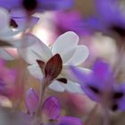 Leberblümchen (Hepatica nobilis) - L'anémone hépatique.  