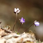 Leberblümchen (Hepatica nobilis) - mein Mittwochsblümchen