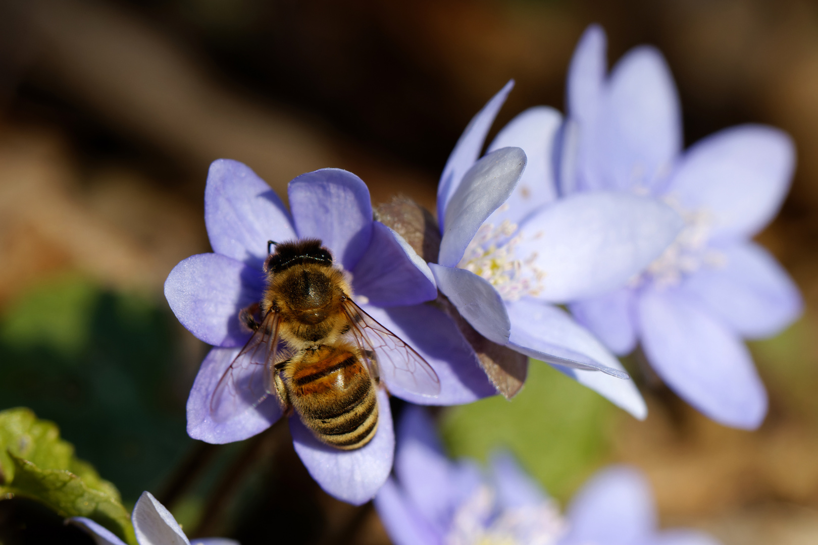 Leberblümchen (Hepatica nobilis) mit Biene