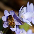 Leberblümchen (Hepatica nobilis) mit Biene