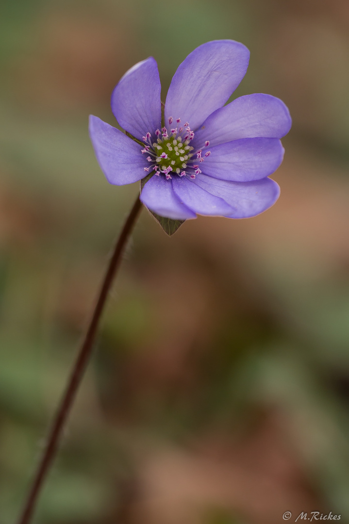 Leberblümchen (Hepatica nobilis syn. Anemone hepatica)