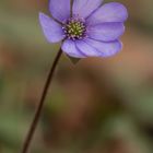 Leberblümchen (Hepatica nobilis syn. Anemone hepatica)