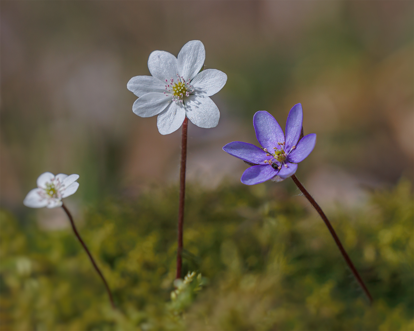 Leberblümchen ( Hepatica nobilis ) ,wild