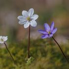 Leberblümchen ( Hepatica nobilis ) ,wild