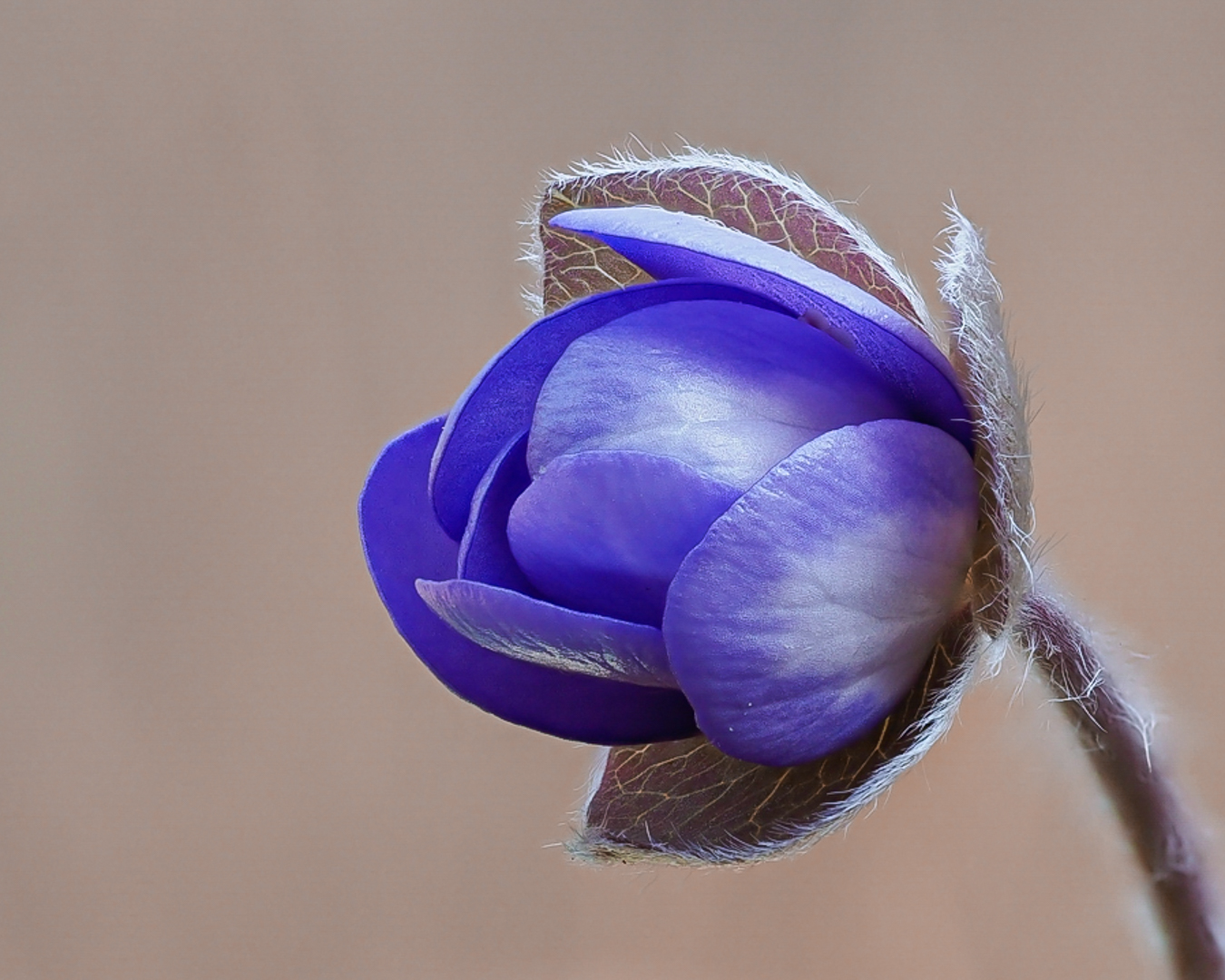 Leberblümchen ( Hepatica nobilis ) ,wild