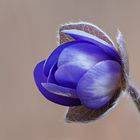 Leberblümchen ( Hepatica nobilis ) ,wild