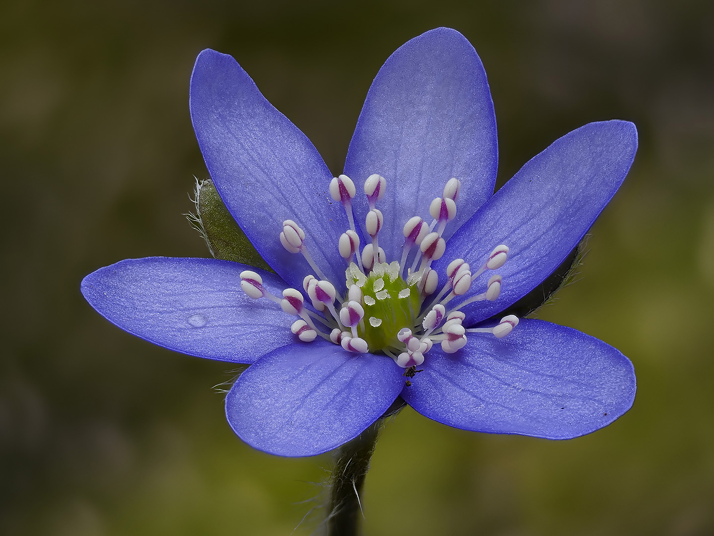 Leberblümchen ( Hepatica nobilis ) ,wild