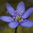 Leberblümchen ( Hepatica nobilis ) ,wild