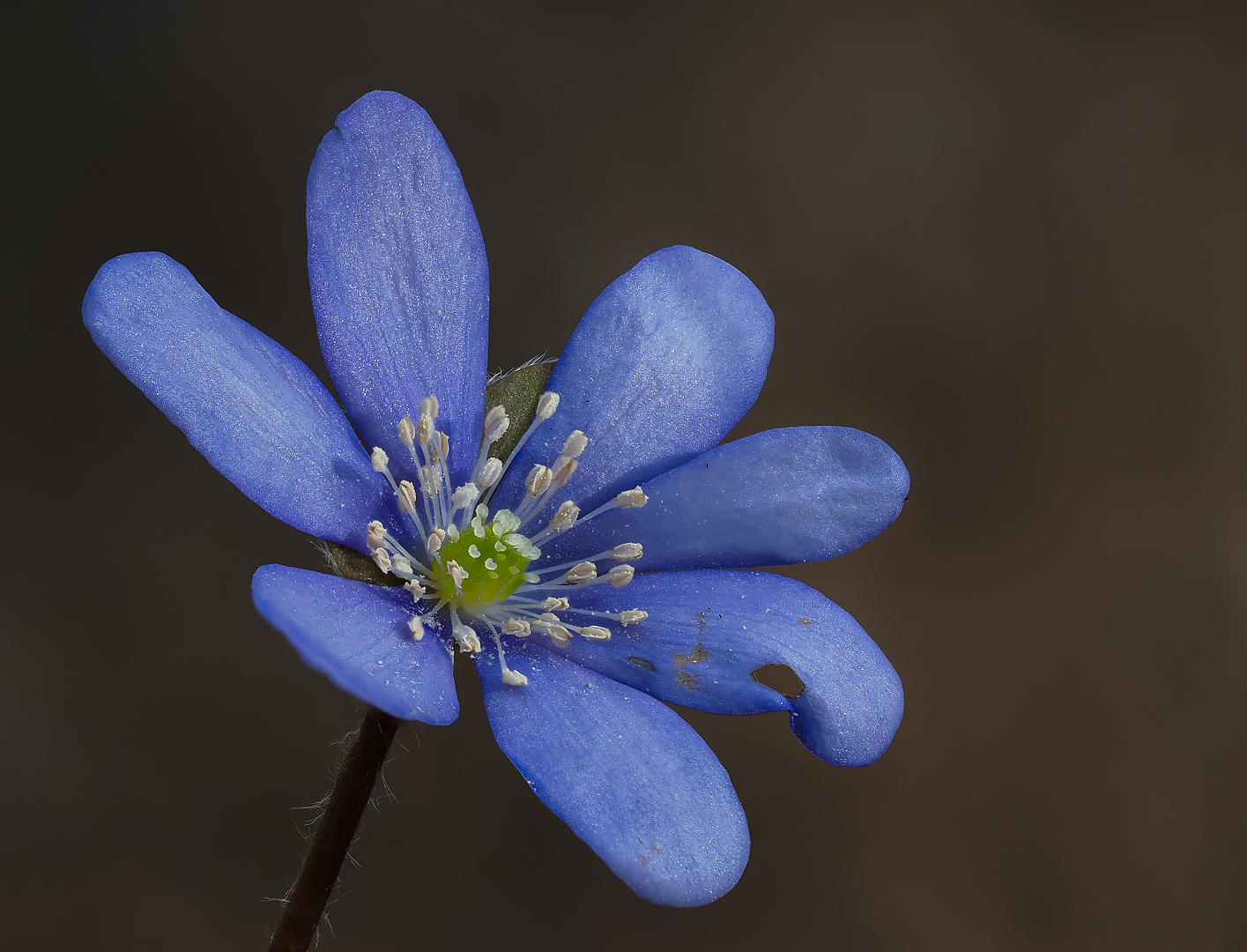 Leberblümchen ( Hepatica nobilis ) ,wild