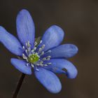 Leberblümchen ( Hepatica nobilis ) ,wild