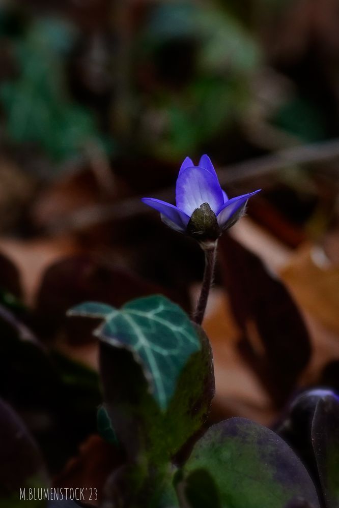 Leberblümchen I 