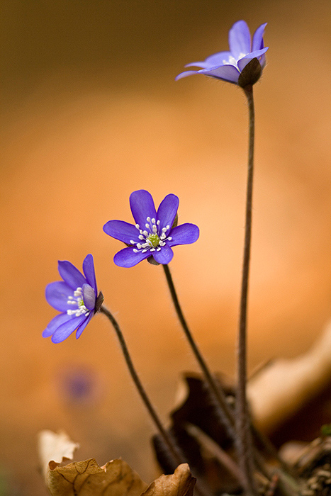 Leberblümchen II