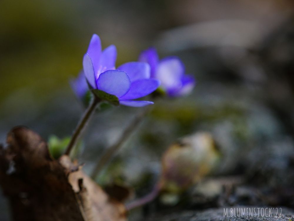 Leberblümchen II