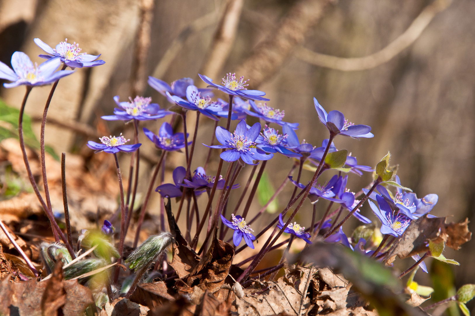 Leberblümchen II