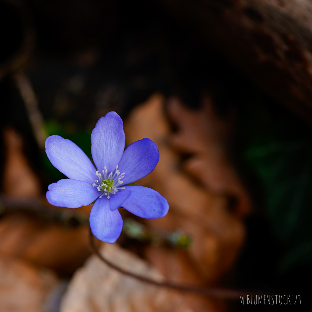 Leberblümchen II