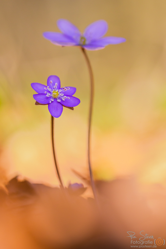 Leberblümchen II