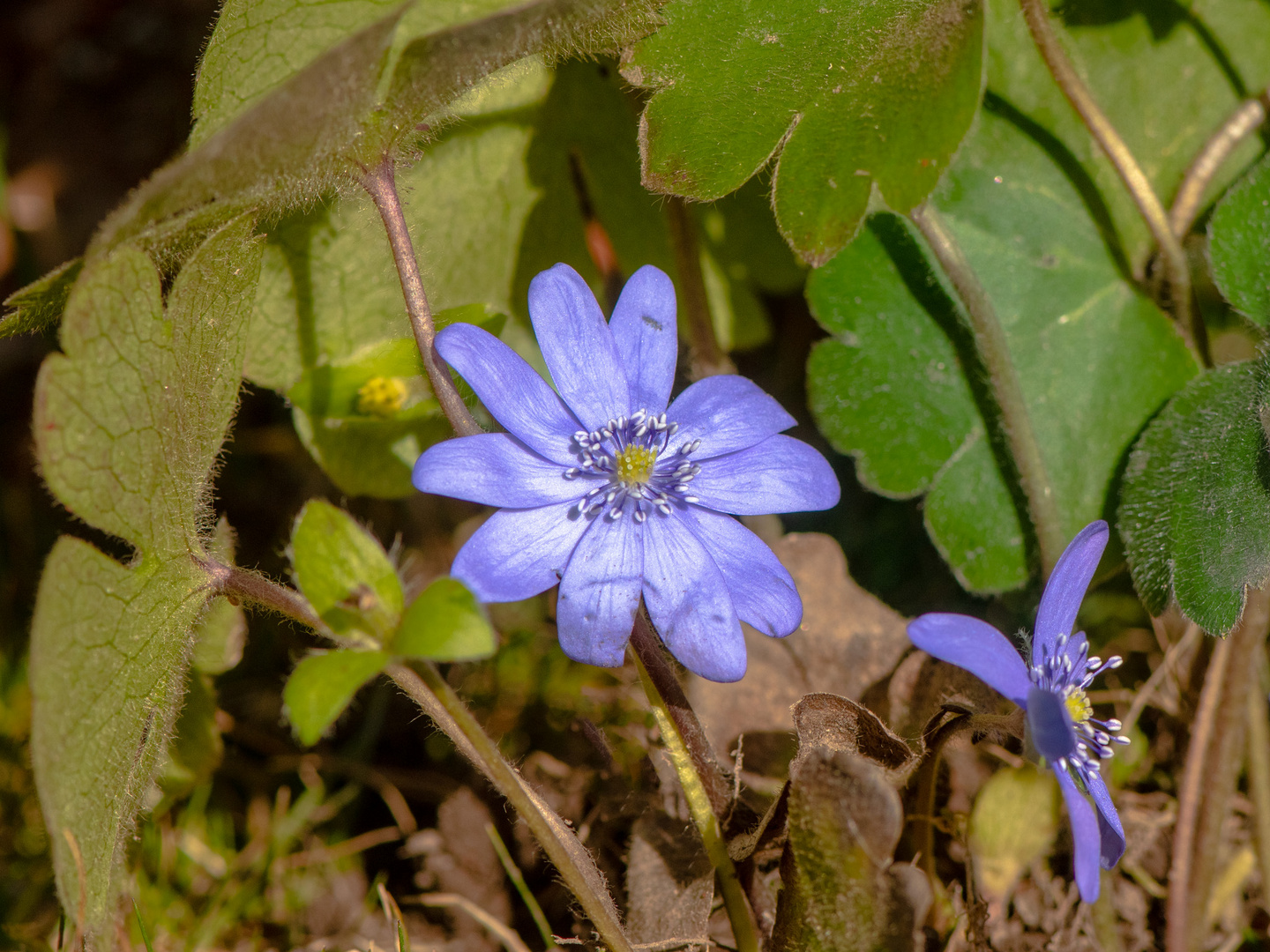 Leberblümchen II.