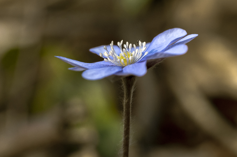 leberBlümchen II