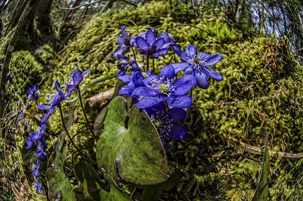 Leberblümchen II