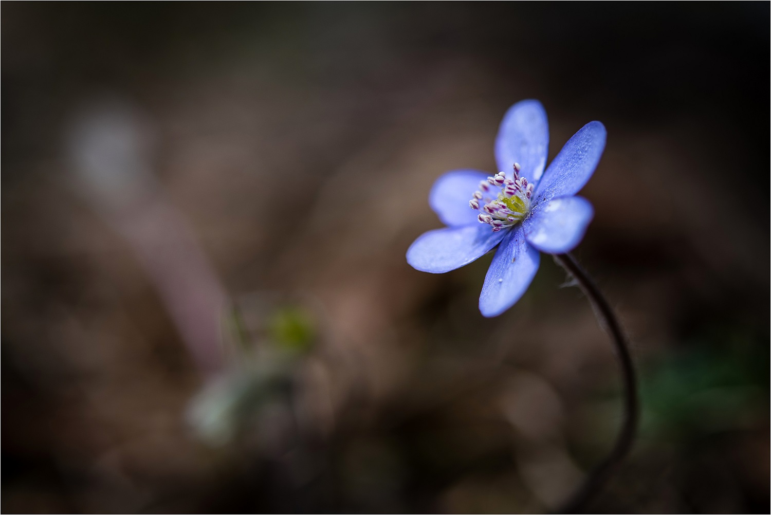 Leberblümchen II