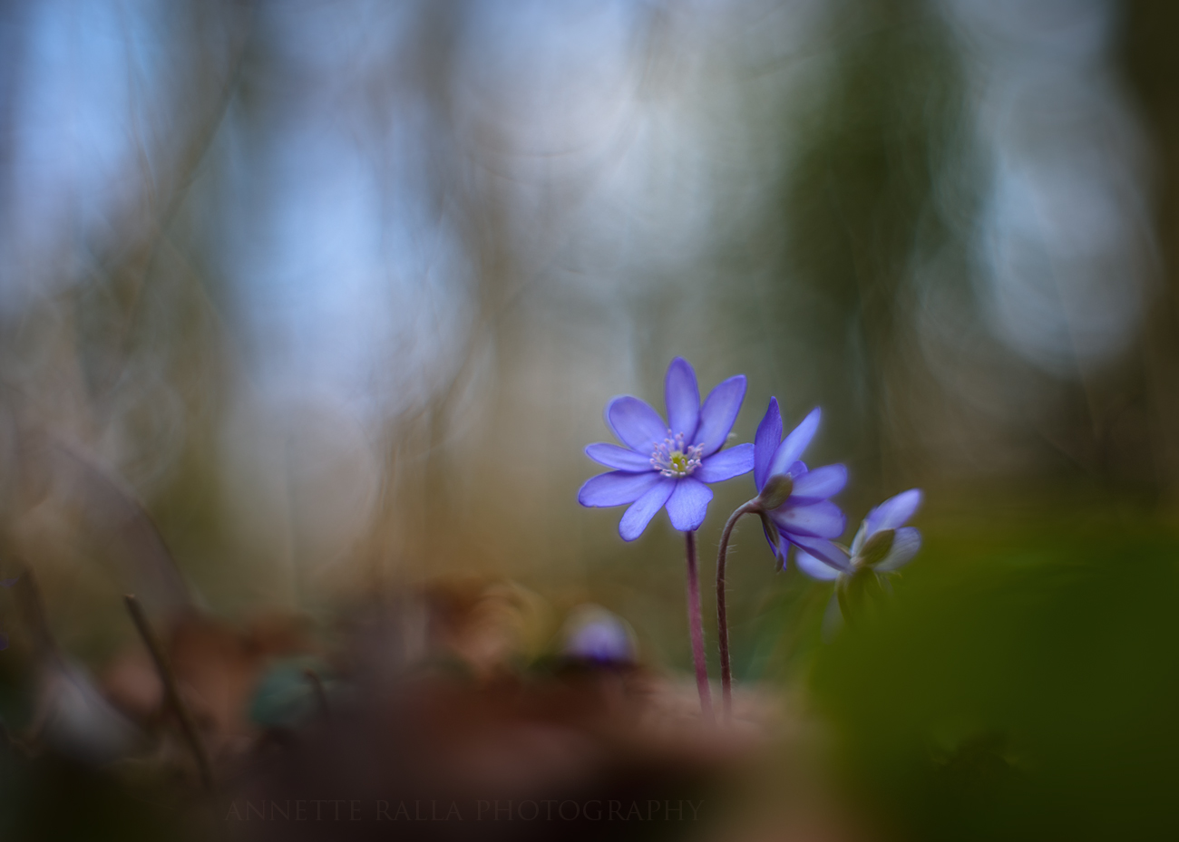 Leberblümchen - III