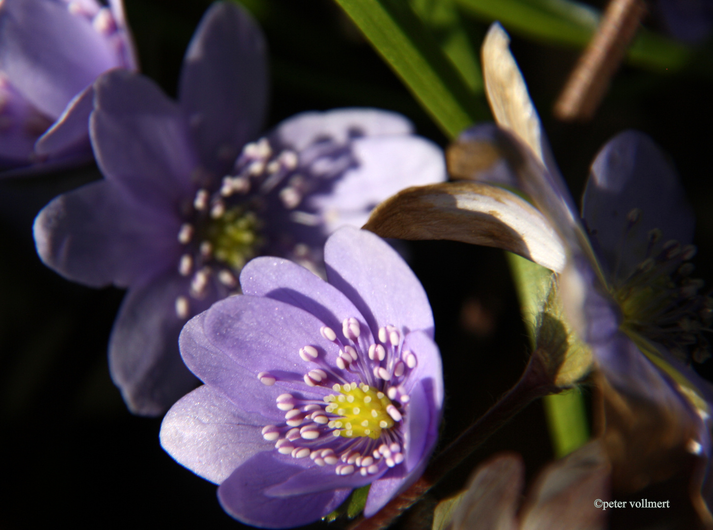 Leberblümchen im Berggarten Herrenhausen