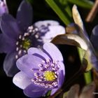 Leberblümchen im Berggarten Herrenhausen