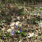 Leberblümchen im Briesetal