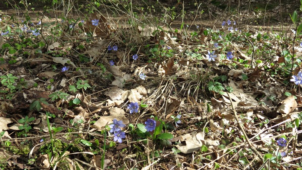 Leberblümchen im Briesetal