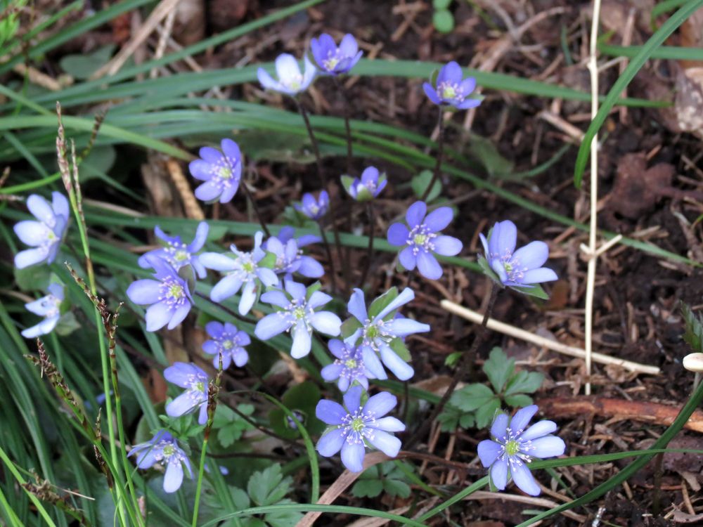 Leberblümchen im Briesetal