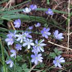 Leberblümchen im Briesetal