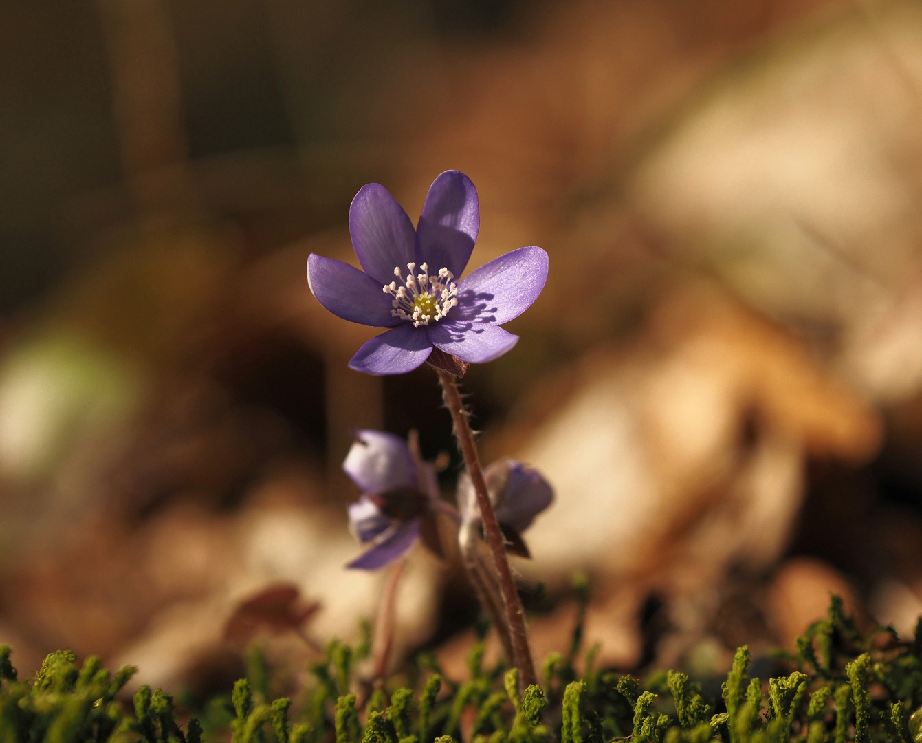 Leberblümchen im Buchenwald