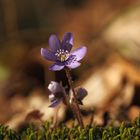 Leberblümchen im Buchenwald