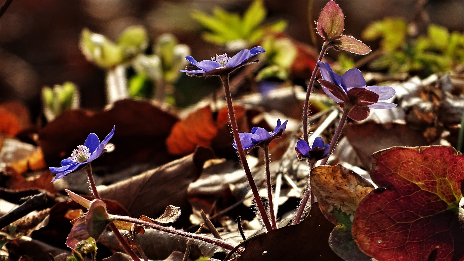 Leberblümchen im der ersten Frühlingssonne