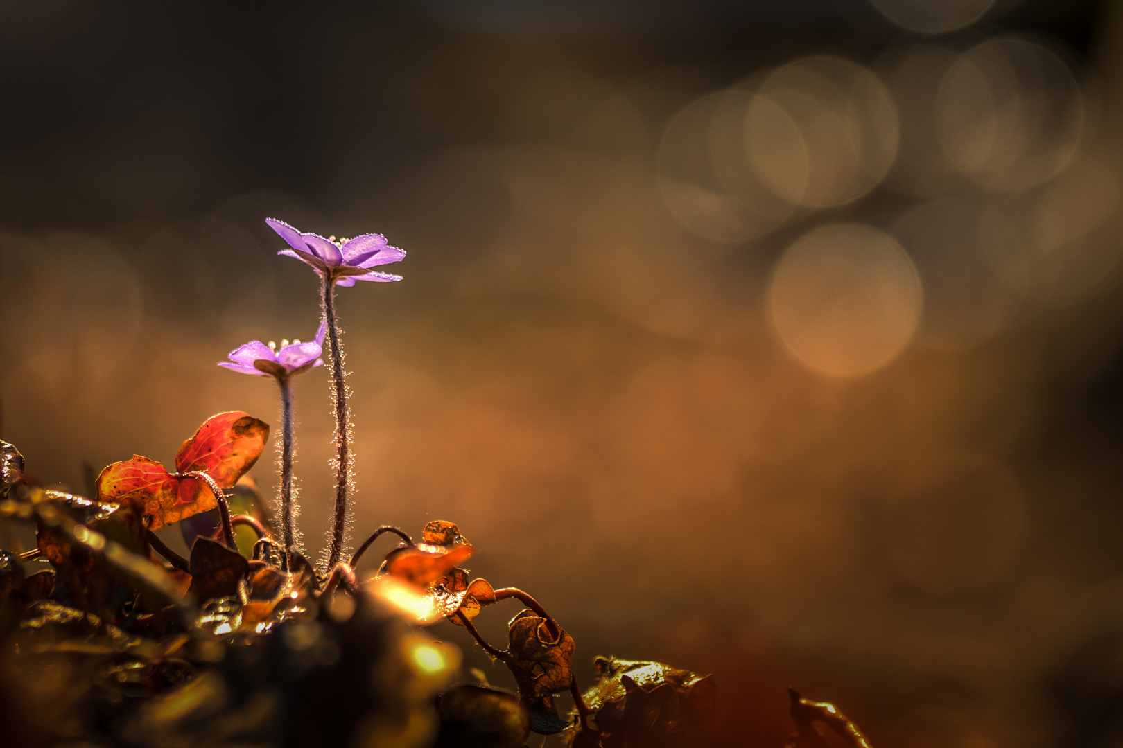 Leberblümchen im Frühling