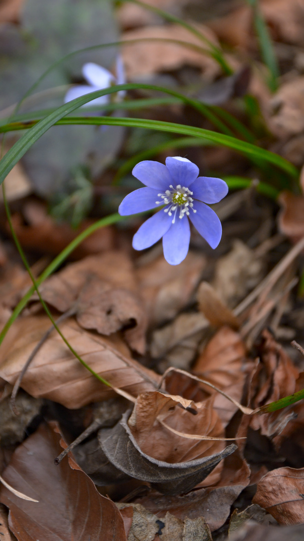 Leberblümchen im Frühling