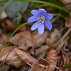 Leberblümchen im Frühling