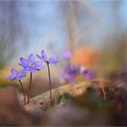 Leberblümchen im Frühlingslicht