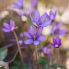 Leberblümchen im Frühlingswald