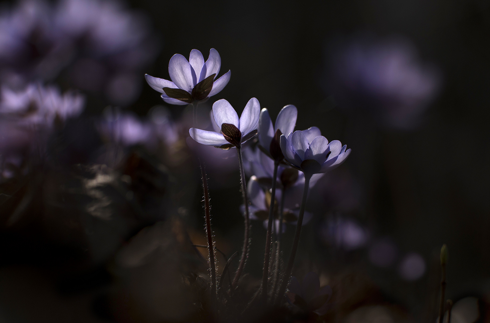 Leberblümchen im Gegenlicht