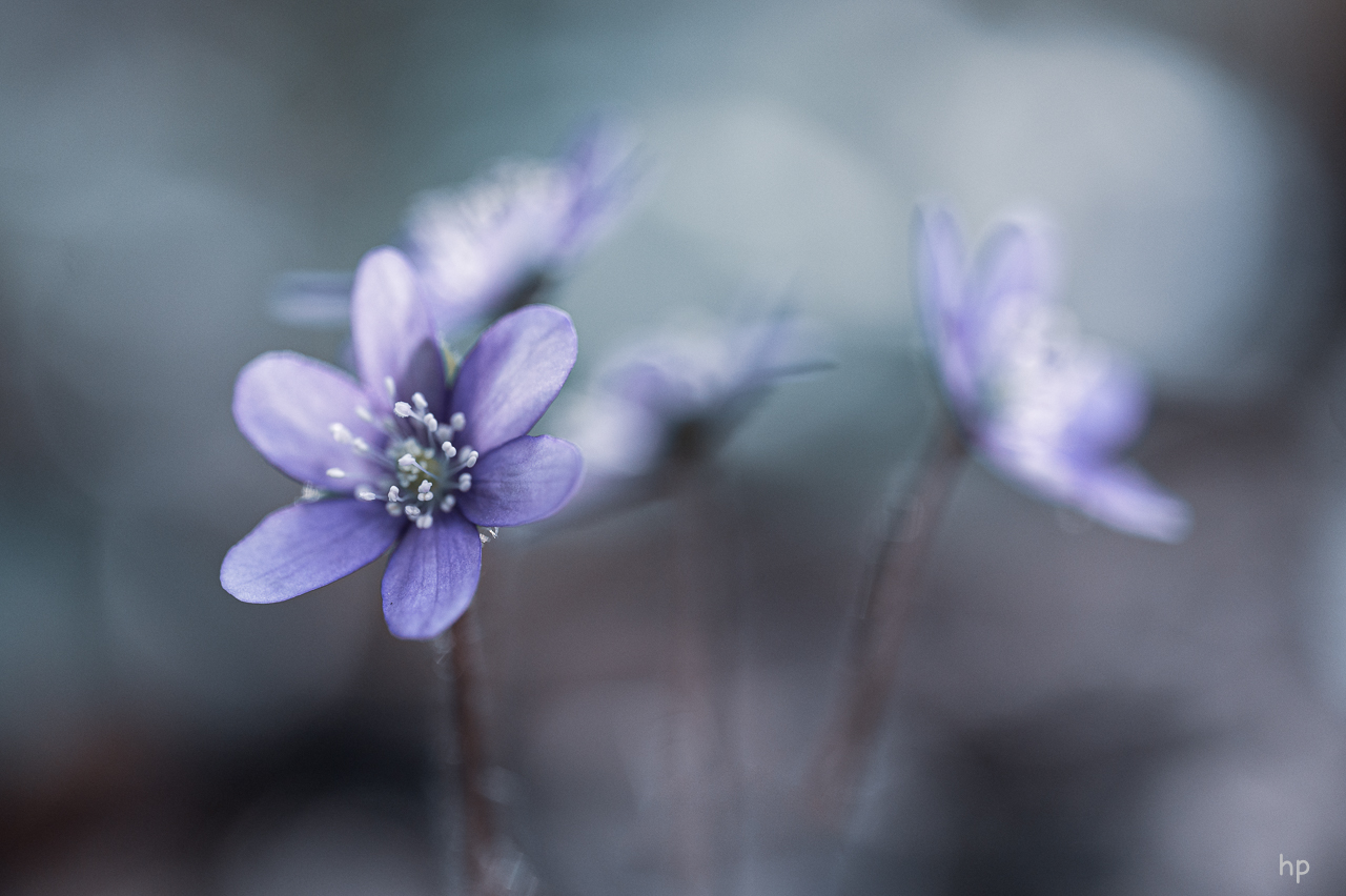 Leberblümchen im Gegenlicht