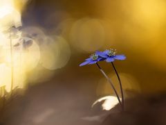 Leberblümchen im goldenen Licht 