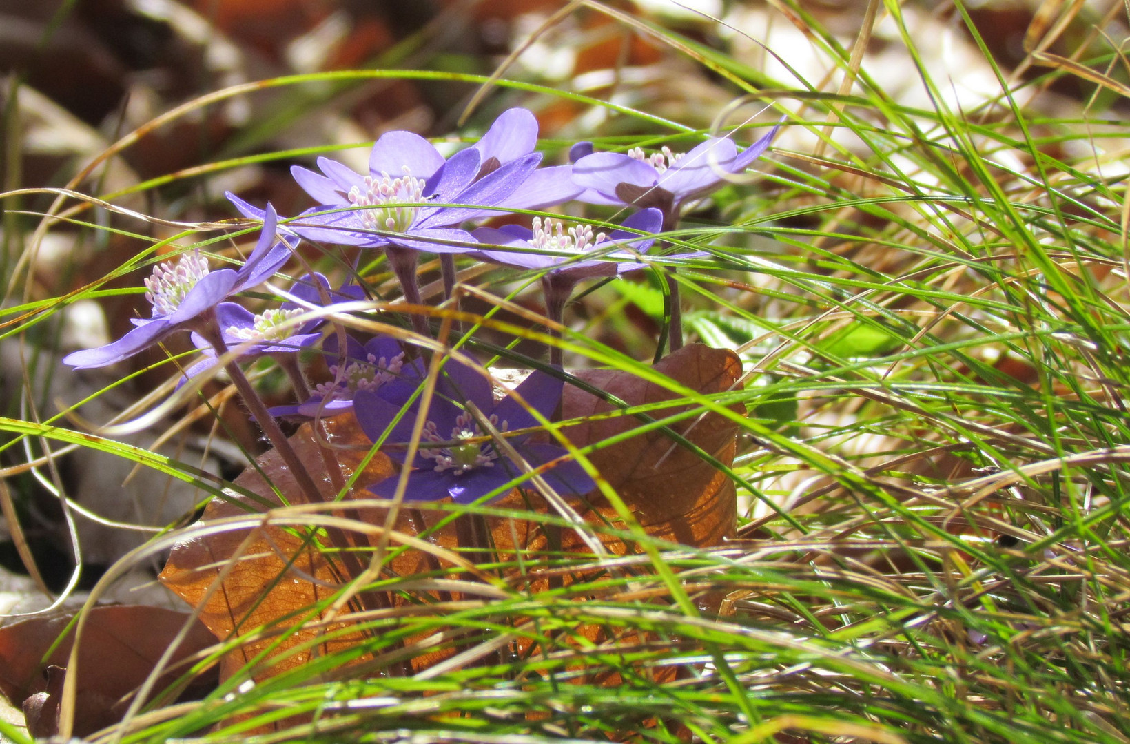 Leberblümchen im Gras