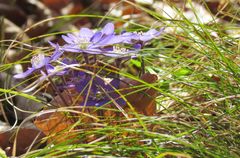 Leberblümchen im Gras