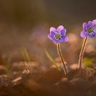 Leberblümchen im Licht